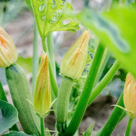 בית כפרי Aldea Rural *