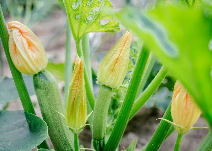 منزل ريفي Aldea Rural *